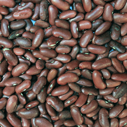 Organic Red Kidney Beans - Bulk