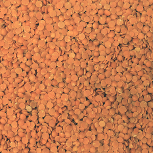 Red Split Lentils