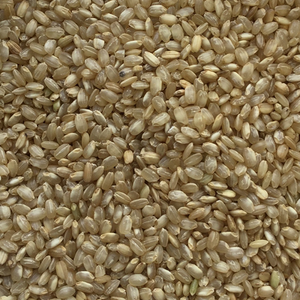 Short Grain Brown Rice 100g