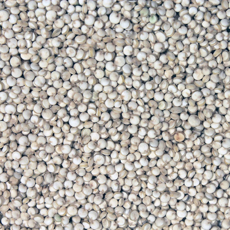 Organic Quinoa Grain - Bulk